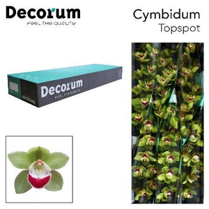 CYMB T TOP SPOT Decorum 80cm.