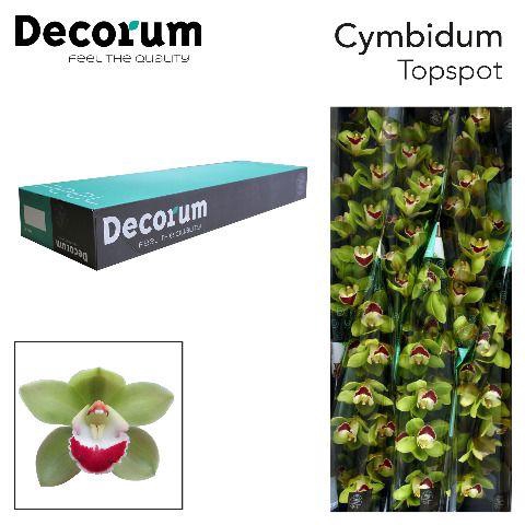 <h4>CYMB T TOP SPOT Decorum 80cm.</h4>