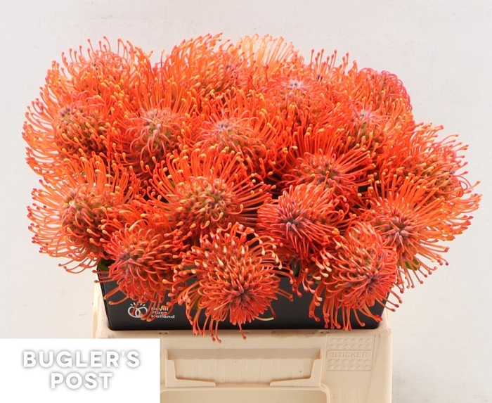 <h4>LEUCO AYOBA MAN ZEST</h4>