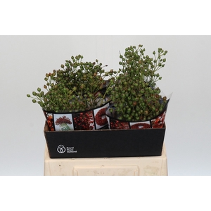 ROSA AUT ROSEFRUITS