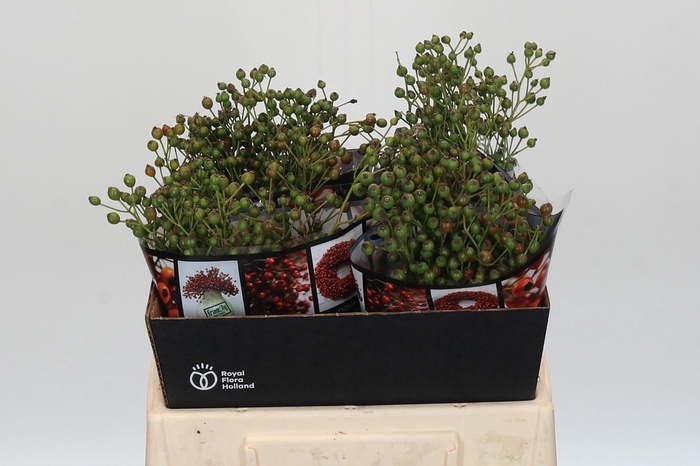 <h4>ROSA AUT ROSEFRUITS</h4>