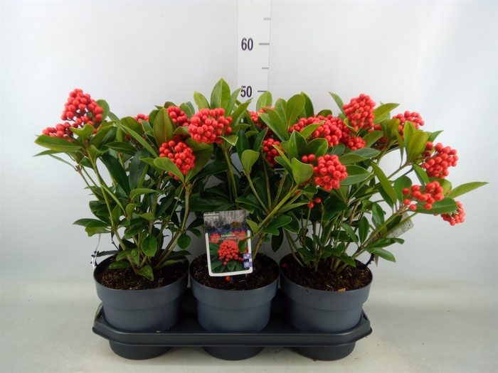 <h4>Skimmia jap. 'Temptation'</h4>