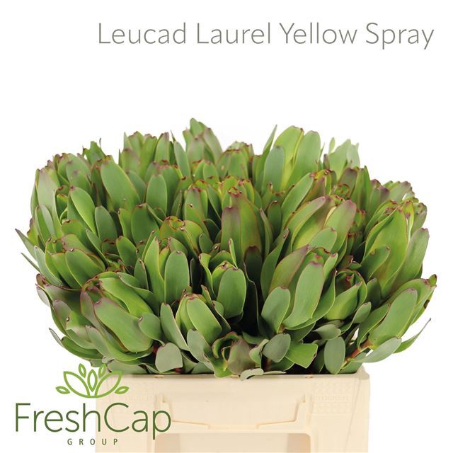 LEUCAD LAUREL YELLOW