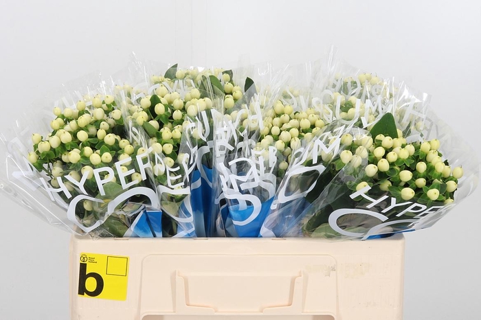 <h4>Hyp Coco Uno</h4>