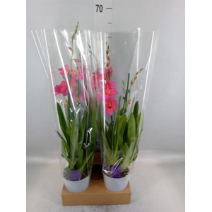 Burrageara  'Nelly Isler'