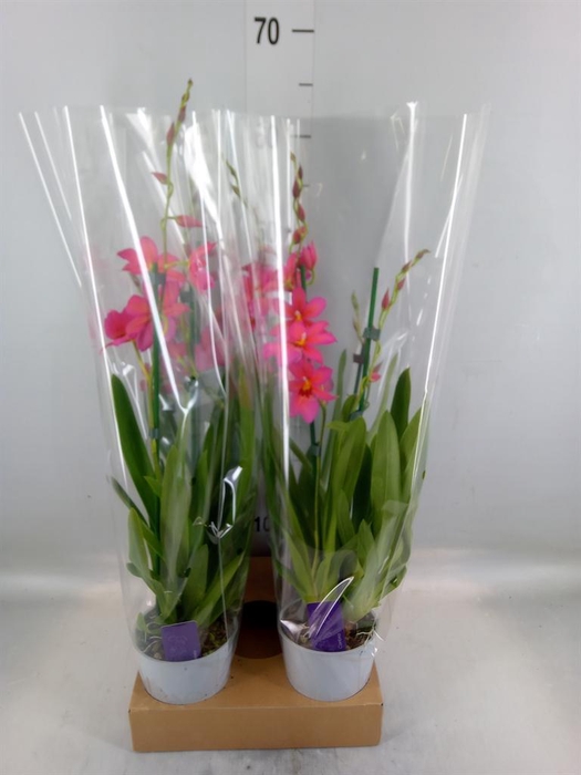 <h4>Burrageara 'Nelly Isler'</h4>