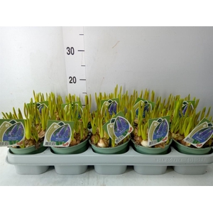 Muscari  'Magic Blue'