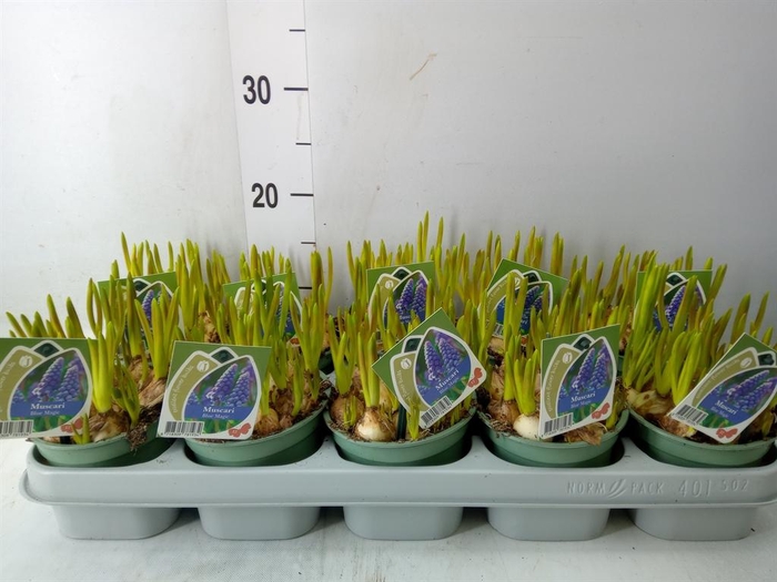 <h4>Muscari  'Magic Blue'</h4>