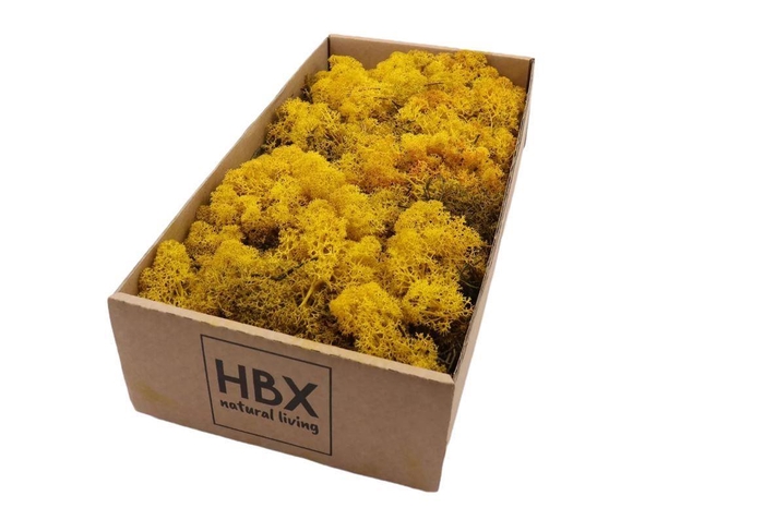 <h4>Moss Reindeer Moss 500gr Yellow</h4>