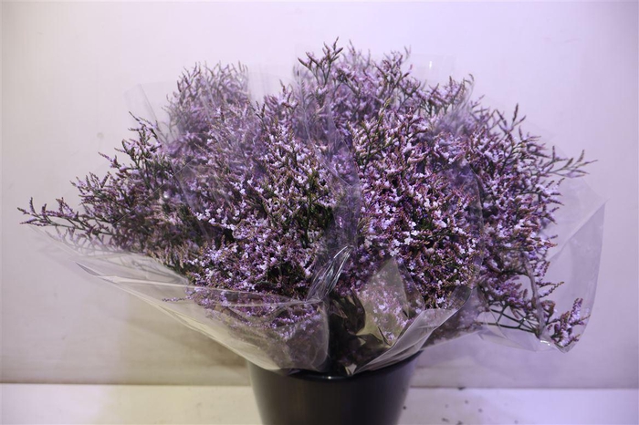 <h4>Lim Saf Lilac X5</h4>