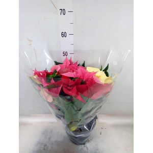 Euphorbia pulc.   ...mix in pot