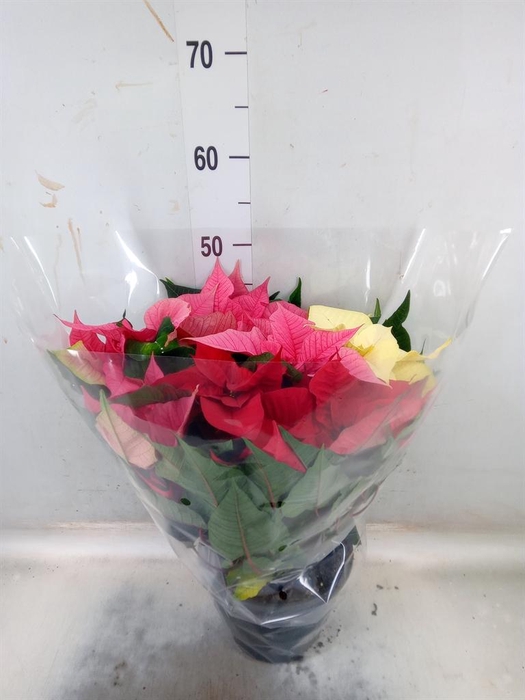 <h4>Euphorbia pulc. ...mix in pot</h4>