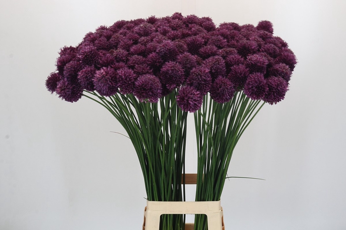 <h4>Allium Sphaerocephalon</h4>