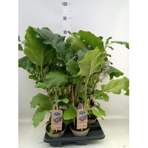 Solanum melongena  ...Aubergine