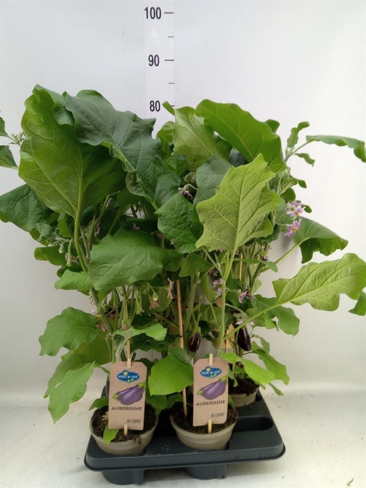 <h4>Solanum melongena  ...Aubergine</h4>