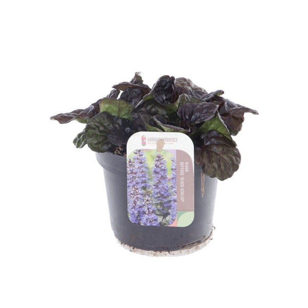 Ajuga reptans Black Scallop