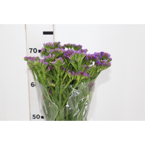 LIMONIUM DEEP LAVANDER 070 CM LILAS