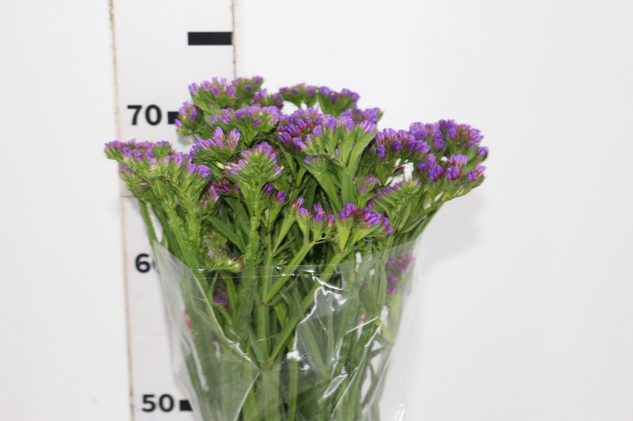<h4>LIMONIUM DEEP LAVANDER 070 CM LILAS</h4>
