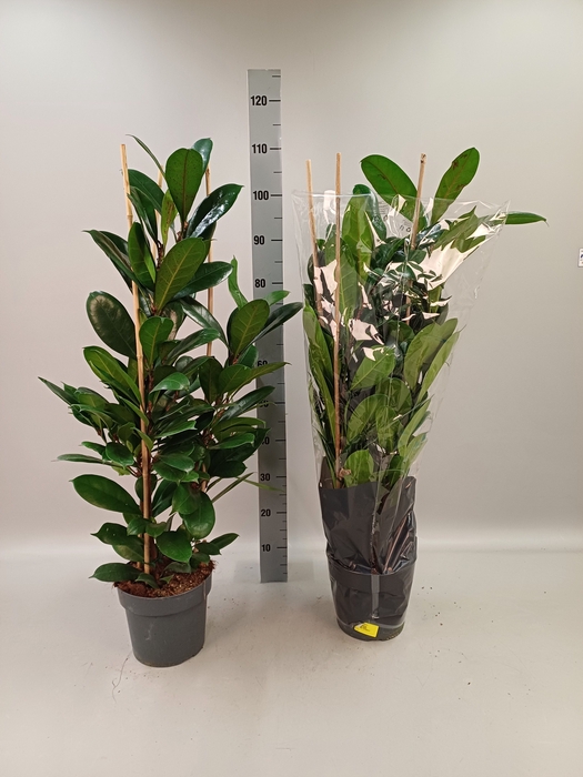 <h4>FICUS CYATHISTIPULA</h4>