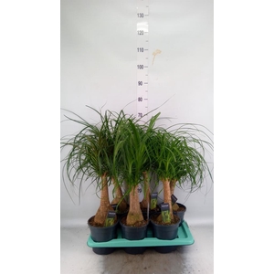 Beaucarnea recurvata