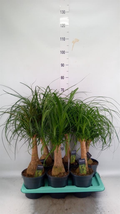 <h4>Beaucarnea recurvata</h4>