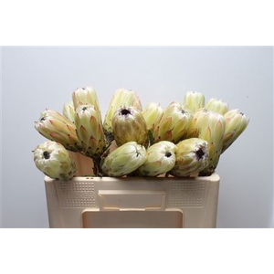 Protea White Night No Leaves