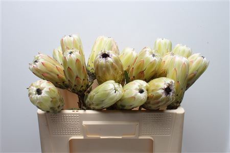 <h4>Protea White Night No Leaves</h4>