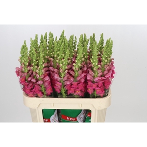 Antirrhinum Potomac Rose