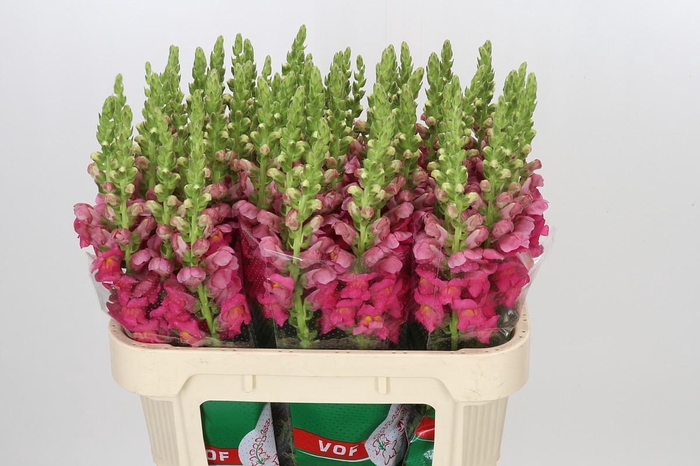 <h4>Antirrhinum Potomac Rose</h4>