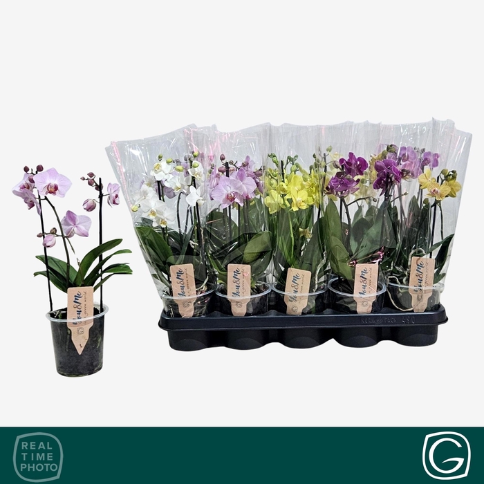 <h4>PHAL MF GEM 4 KL</h4>