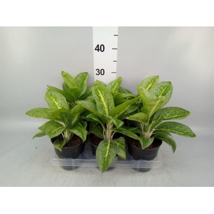 Aglaonema  'Lemon Mint'