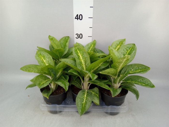 <h4>Aglaonema  'Lemon Mint'</h4>