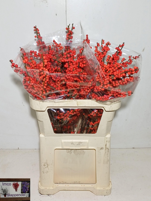 <h4>ILEX VE RODE BES</h4>