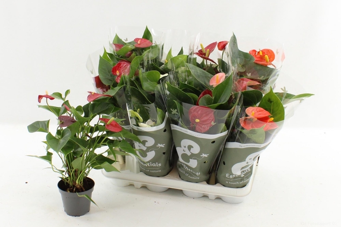 <h4>ANTHU AN GEM 4 KL</h4>