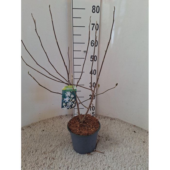 <h4>Magnolia stellata 'Royal Star'</h4>