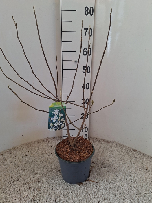 Magnolia stellata 'Royal Star'