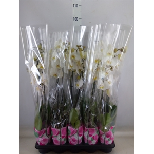 Phalaenopsis   ...white