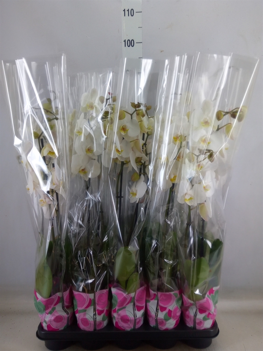 <h4>Phalaenopsis   ...white</h4>