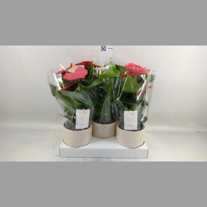 Anthurium andr.   ...mix  3