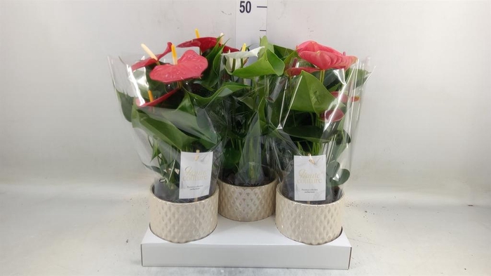 <h4>Anthurium andr.   ...mix  3</h4>