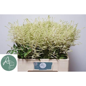 Astilbe Washington Aert