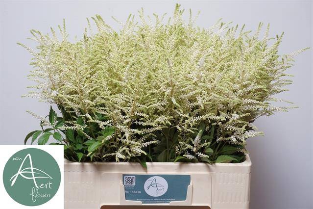 <h4>Astilbe Washington Aert</h4>
