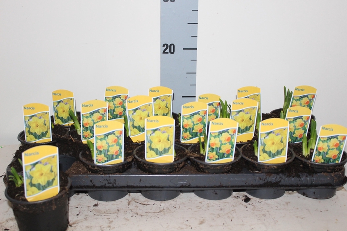 <h4>NARC GEM 2 SRT</h4>