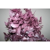 Euca Cinerea Metal Pink P Bunch