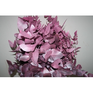 Euca Cinerea Metal Pink P Bunch