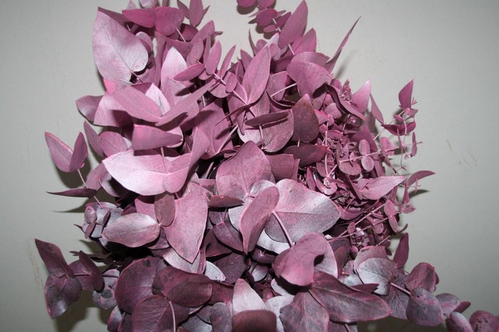 Euca Cinerea Metal Pink P Bunch