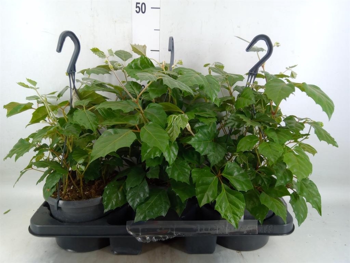 <h4>Cissus rhombifolia</h4>