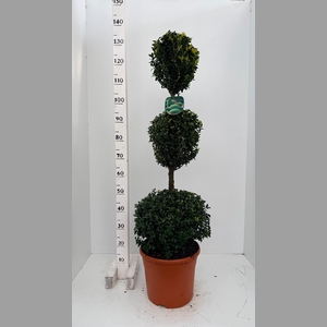 BUXUS TRIO BOL