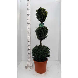 BUXU SEMPERVIRENS