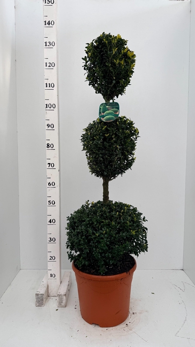 <h4>BUXUS TRIO BOL</h4>